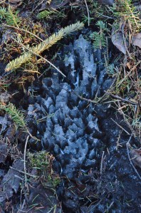 spring ice formations