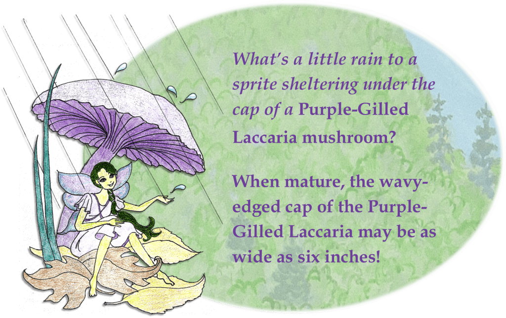 Story_Sprite w purpl mshrm